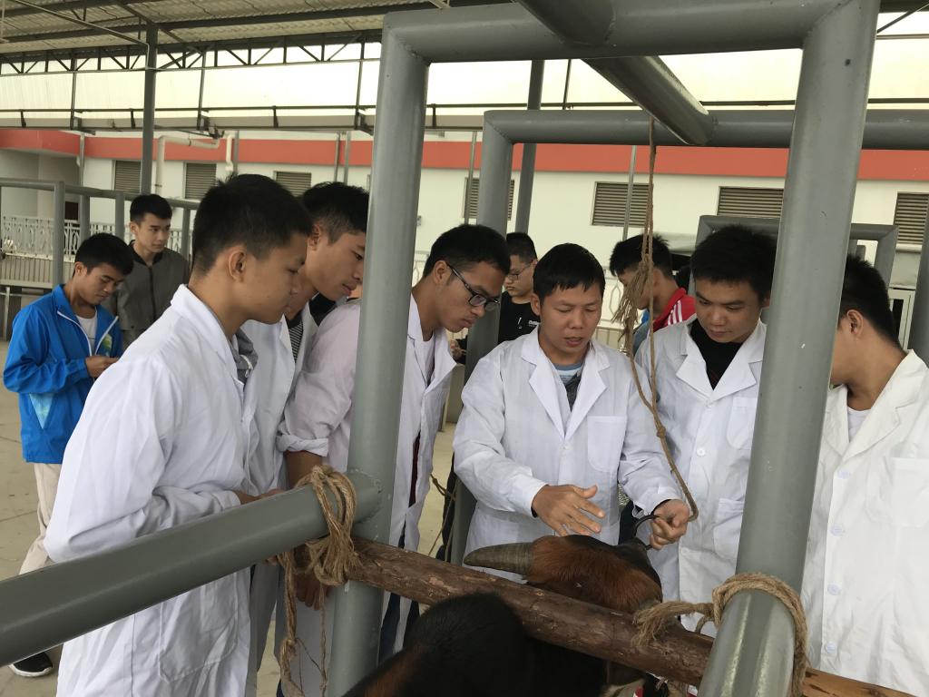 學畜牧技術，走致富之路——畜牧漁業(yè)飼料銷售的關鍵策略